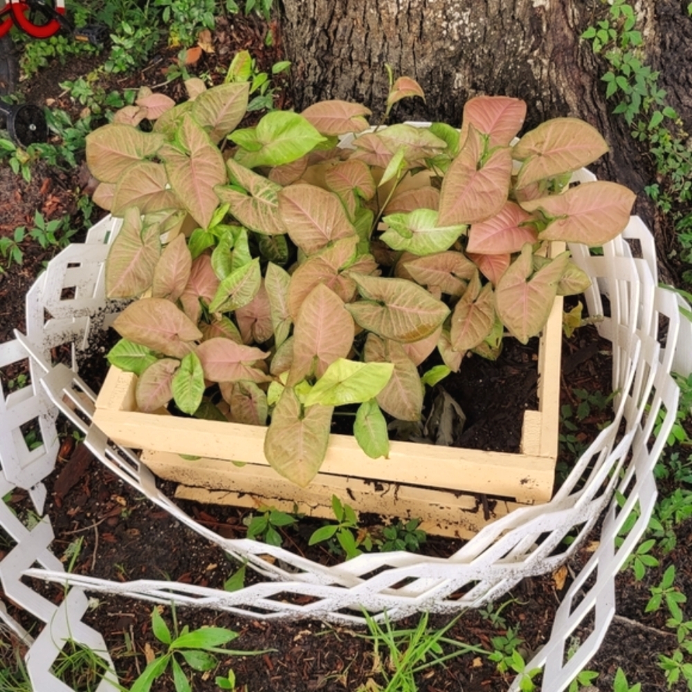 Strawberry Cream Syngonium House Plant